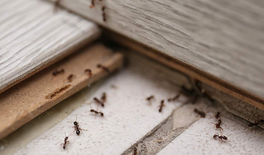 ants on a kitchen floor