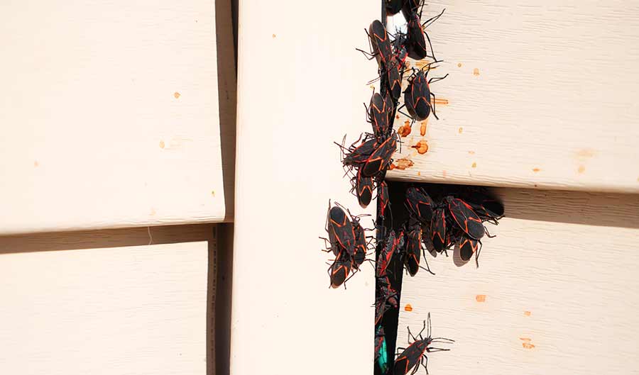 box edler bugs swarming house siding