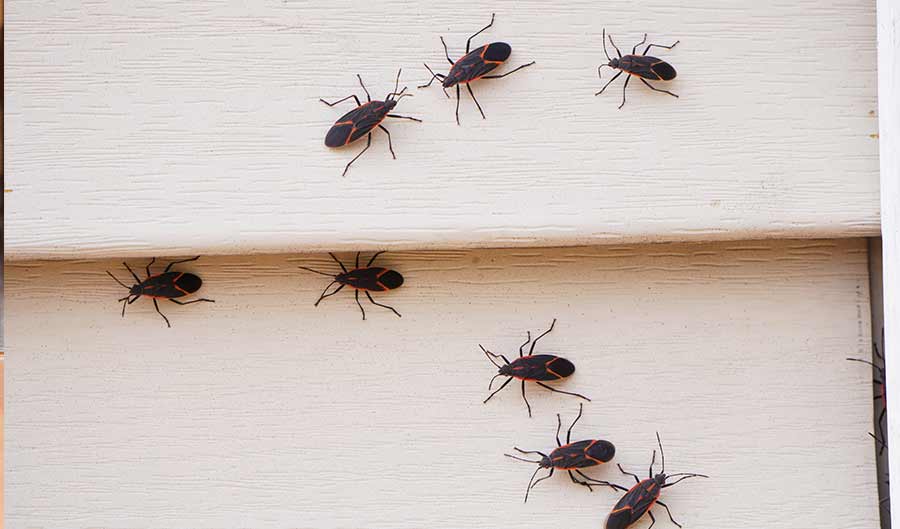 box elder bugs on house siding