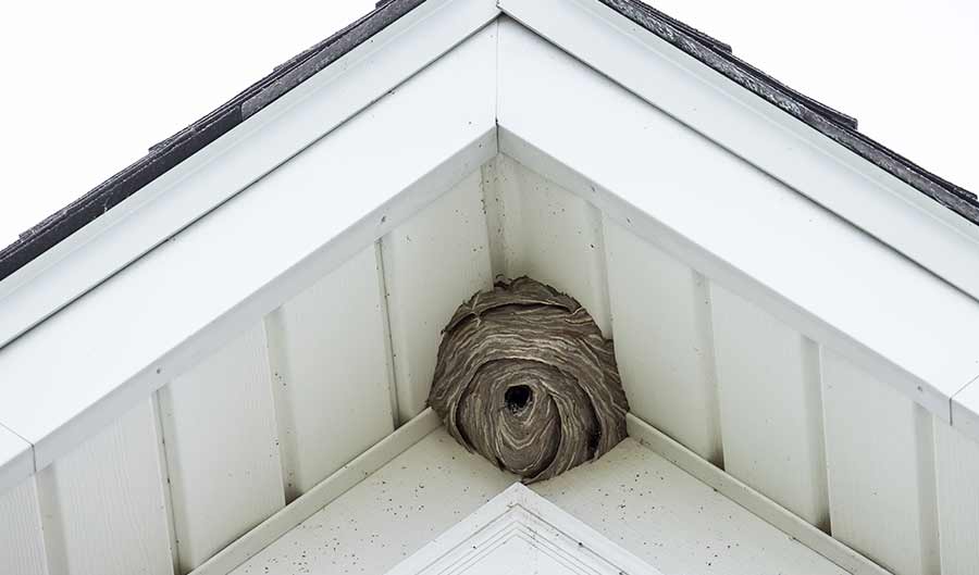 a hornet next under eaves of a house roof