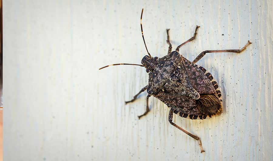 a stink bug