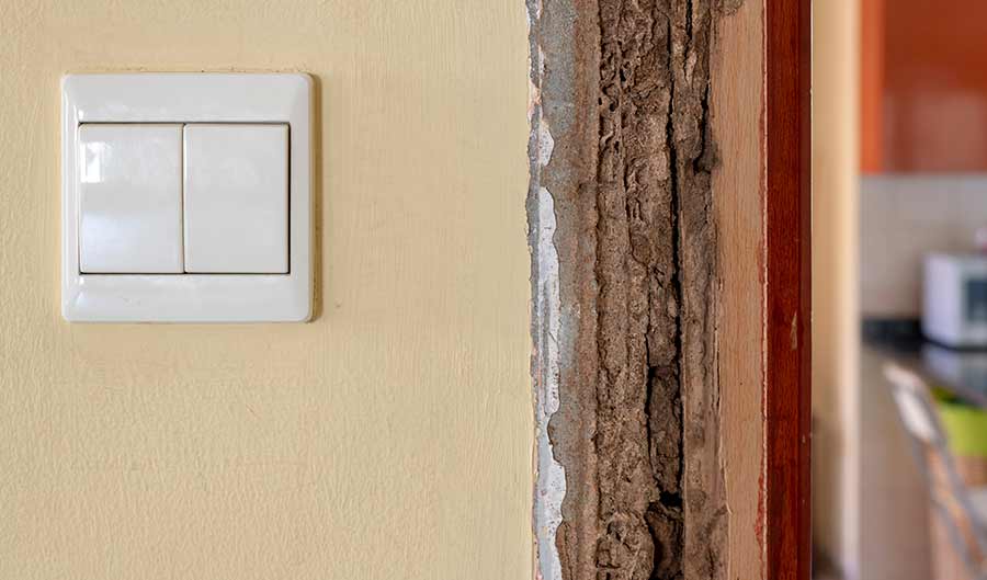 termite damage in the trim of an interior door