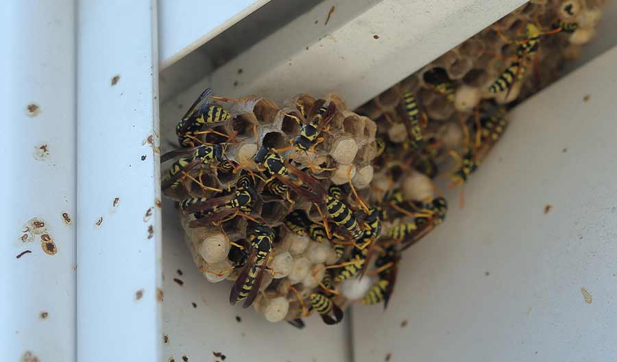 wasps building a nest under a house windo