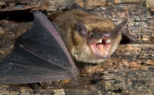 bat333 a bat in a wall