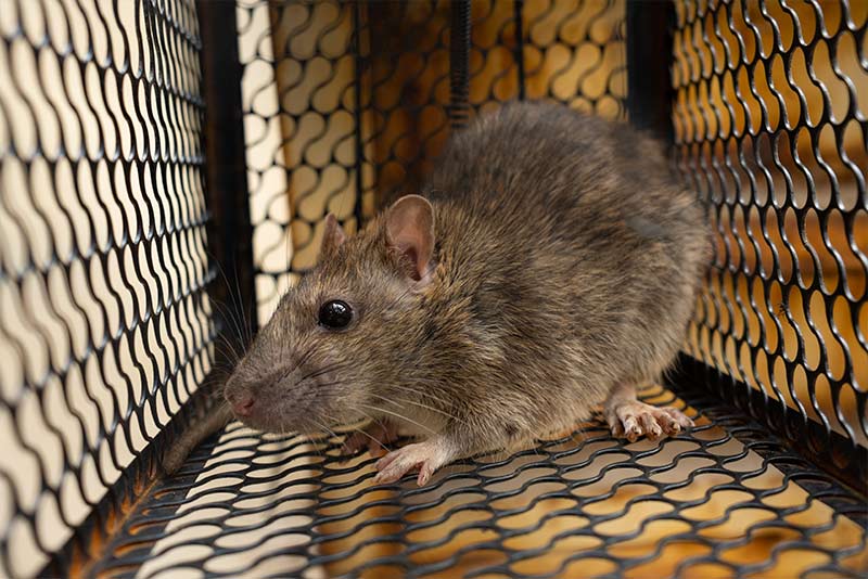 a mouse humanely trapped