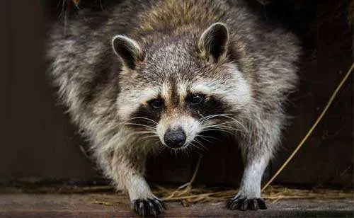 raccoon-removal-services a racoon