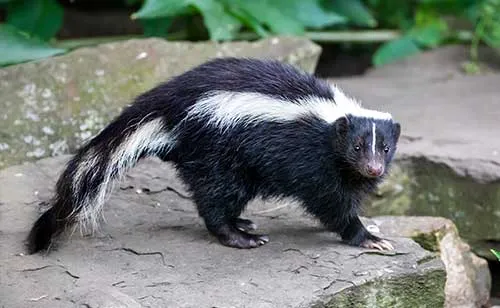 removal1 a skunk