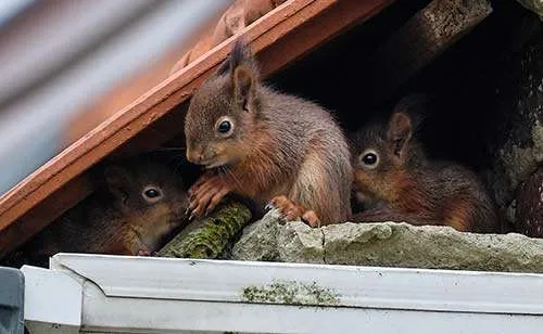 squirrel-services squirrels in a roof